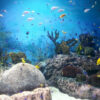 Corals, Great Barrier Reef