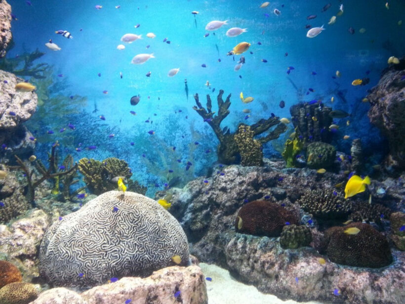 Corals, Great Barrier Reef