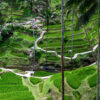 Rice Plantations