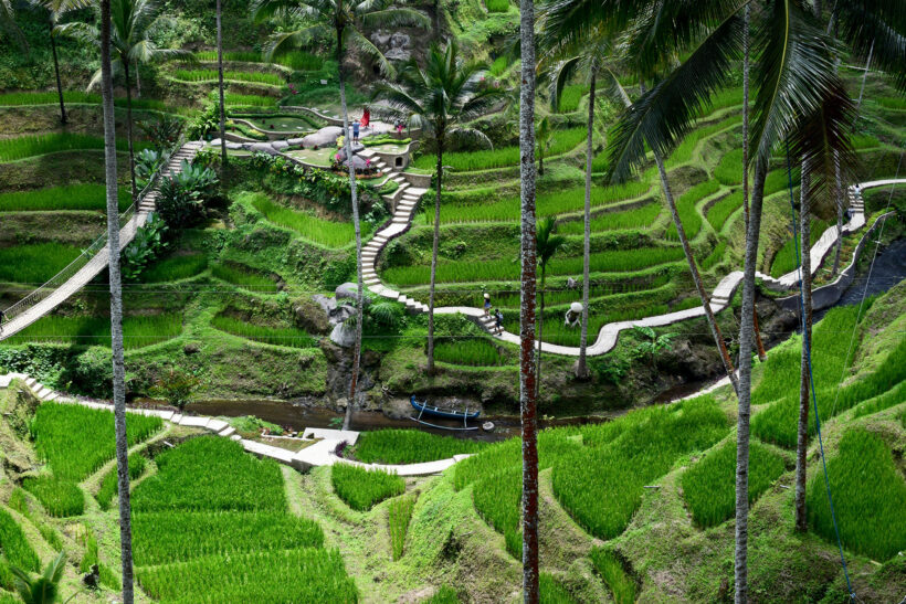 Rice Plantations