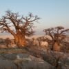 Baobab Tree