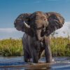 Elephant in the swamp