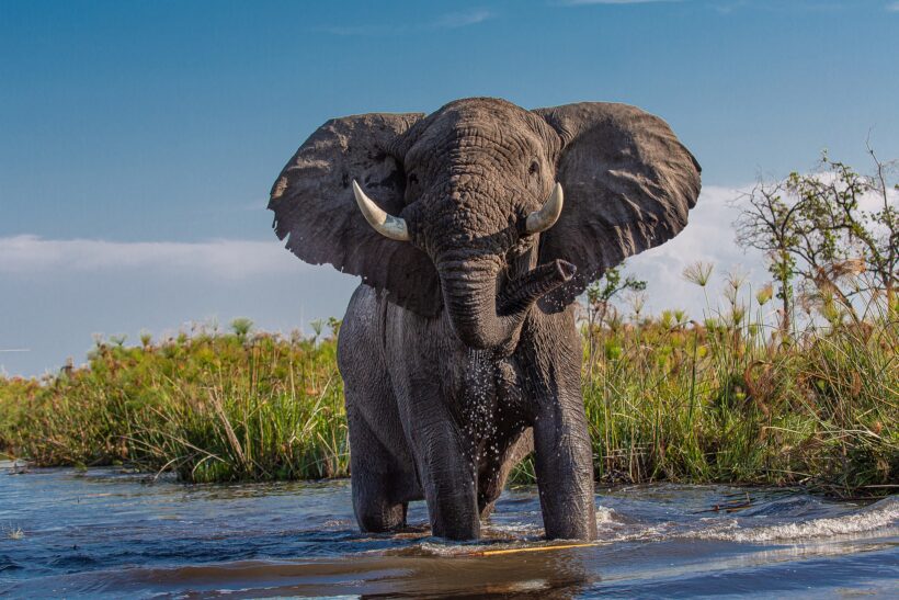 Elephant in the swamp