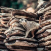 Meerkat