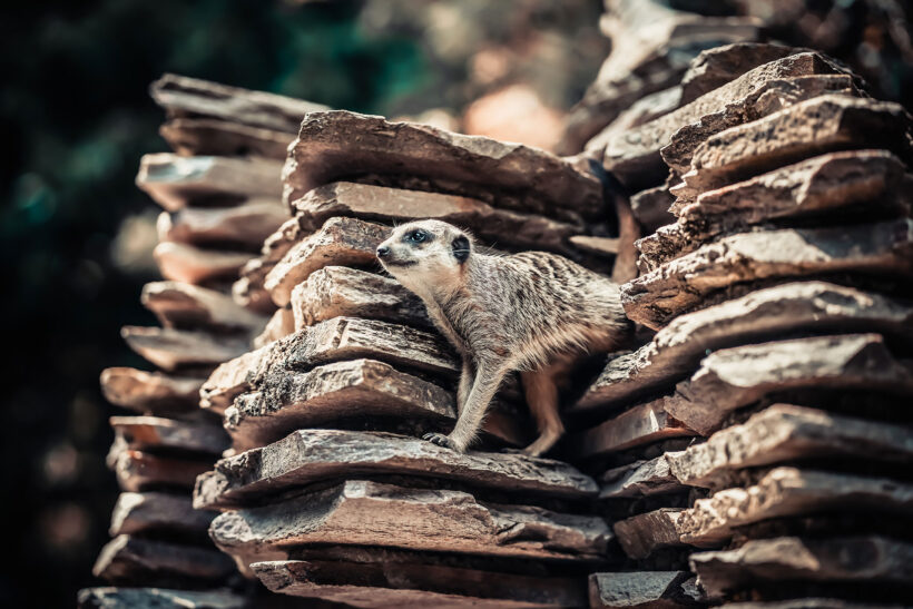 Meerkat