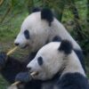 Pandas, Chendu