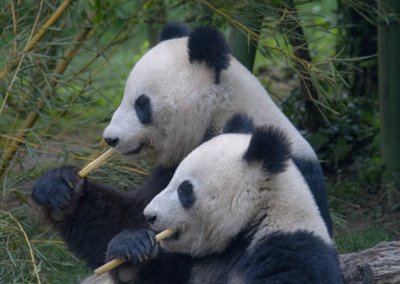 Pandas, Chendu