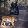Tiger at Ranthambore National Park, Rajasthan