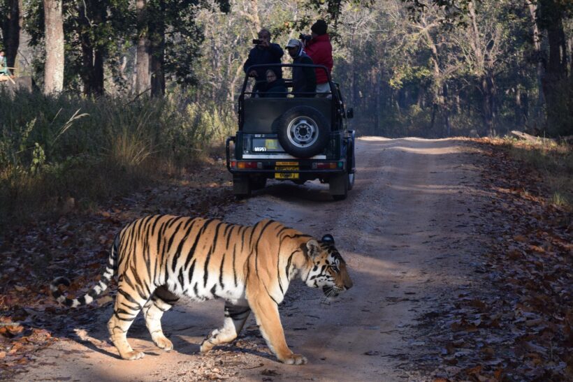 Tiger at Ranthambore National Park, Rajasthan