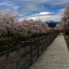 Cherry Blossoms, Tokyo