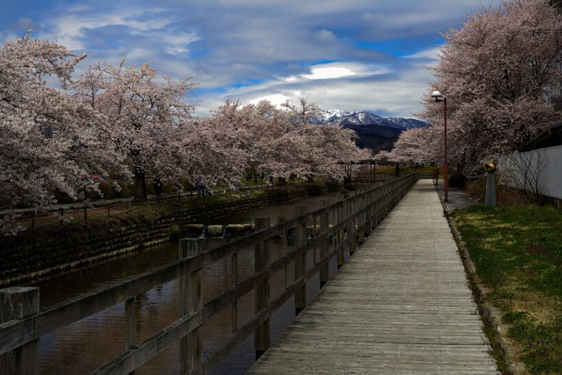Cherry Blossoms, Tokyo
