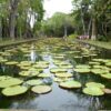 Pamplemousses Botanic Garden