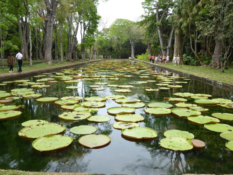 Pamplemousses Botanic Garden