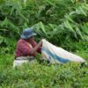 Tea Planter
