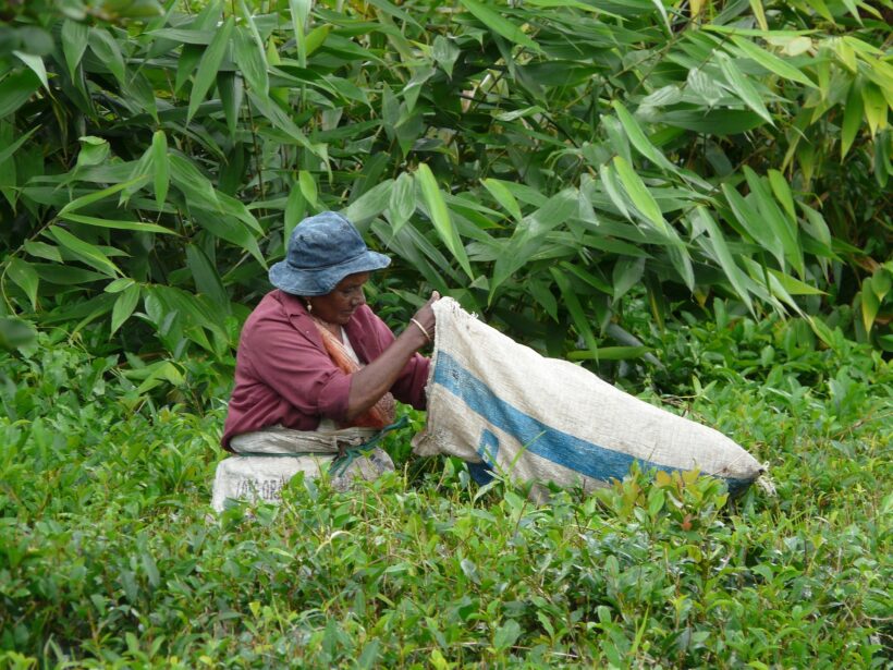 Tea Planter