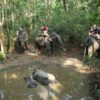 Elephant Back Safari and Nepali Rhinos