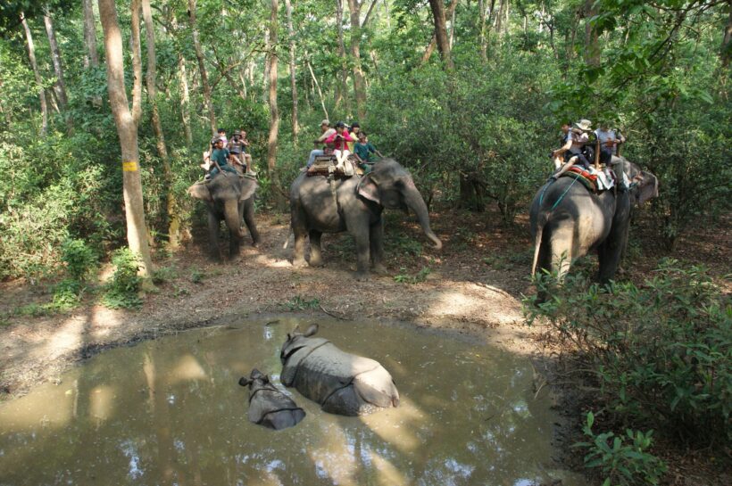 Elephant Back Safari and Nepali Rhinos