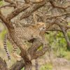 Cheetah, Kruger National Park