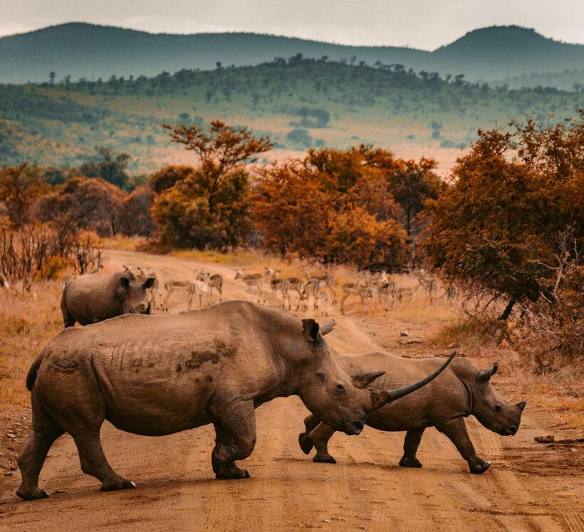 Rhinos and Springboks, Kruger National Park