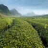 Tea Plantation