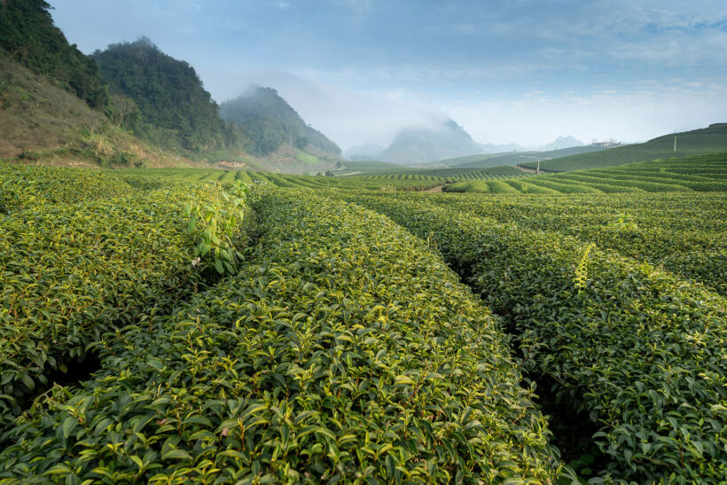 Tea Plantation