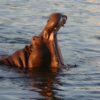 Hippopotamus, Zambezi River