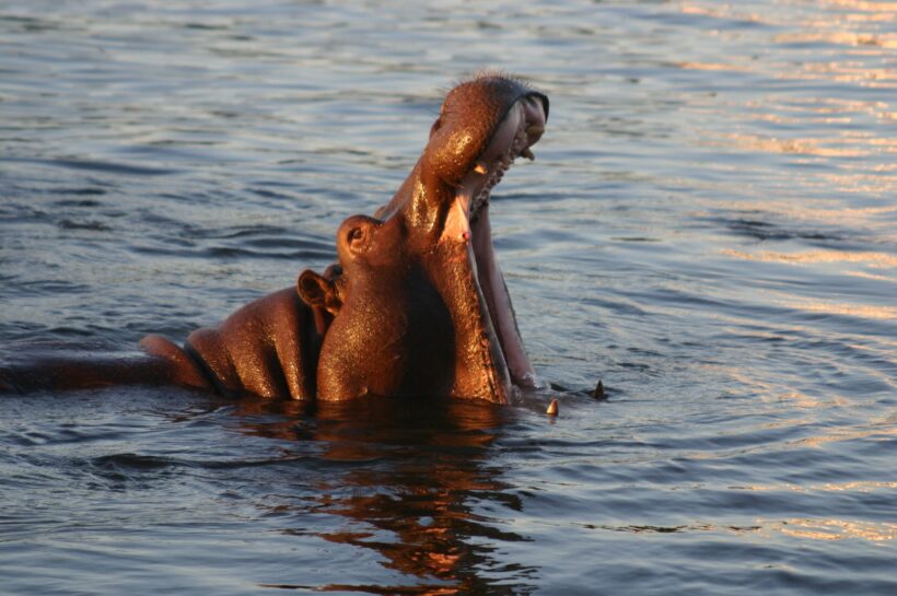 Hippopotamus, Zambezi River