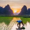 Rice Plantation