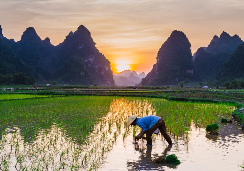 Rice Plantation